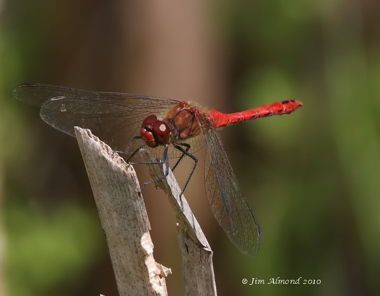 sbgallery Ruddy  Darter male VP 19 7 10 IMG_0579